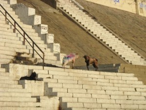Goats on the Ganges